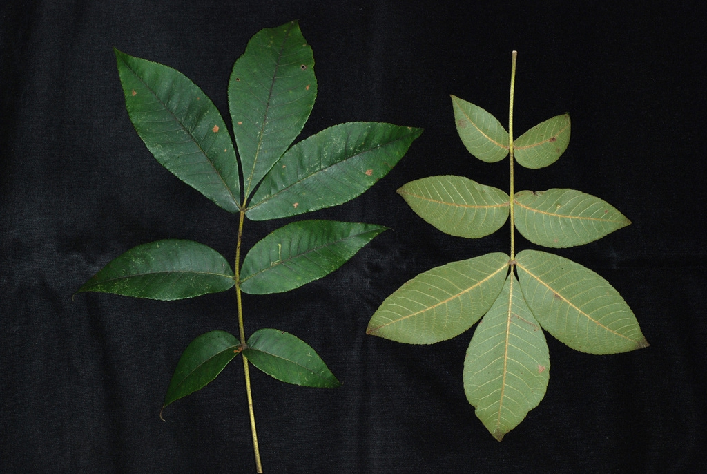 Mockernut Hickory – Dickson Tree Management & Beautification Board