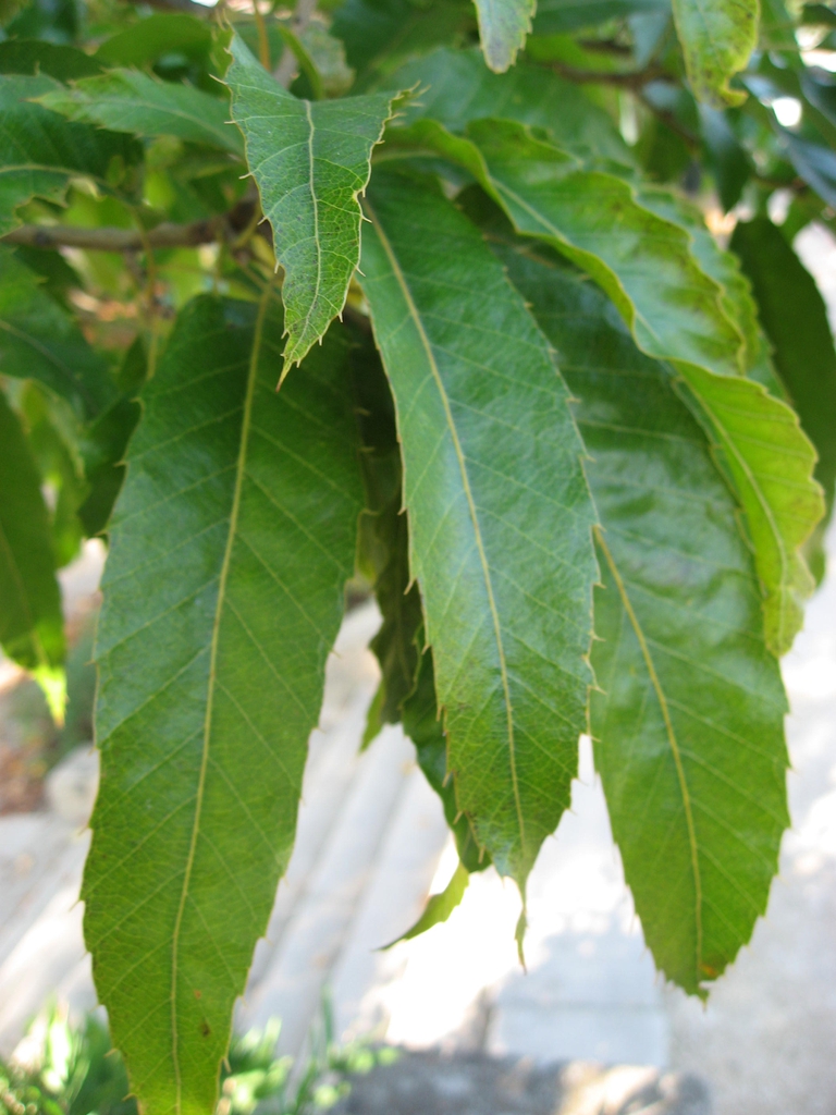Cutis Tree Sawtooth Oak – Dickson Tree Management & Beautification Board
