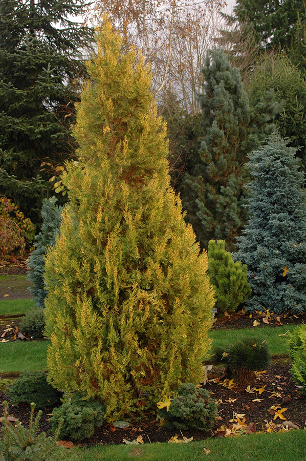 Oriental thuja 'Van Hoey Smith' – Dickson Tree Management