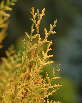 Oriental thuja 'Van Hoey Smith' – Dickson Tree Management